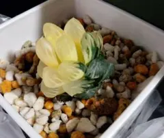 ハオルチア 水中月錦　オブツーサ錦　未発根　苗のみ送ります