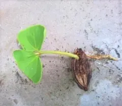 白斑入り 実生/抜き苗 クロヨナ クロユーナ マメ科 常緑樹木 植物園芸