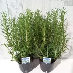 ずっちゃ様 リクエスト 2点 まとめ商品