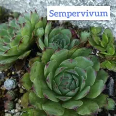 多肉植物センペルビウム☆バニラシフォン☆5カット - メルカリ