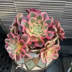多肉植物。霁月法師錦抜き苗25頭 - メルカリ