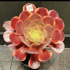 多肉植物アエオニウム【スーパーバン 欧嘉莉】カット苗 - メルカリ