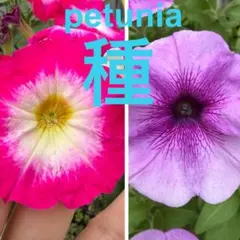 ペチュニア種　2種ミックス　＆選べる花種プレゼント♪♪♪