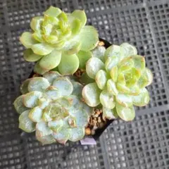 うさ吉様 専用ページ♡ - メルカリ