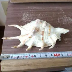 貝。