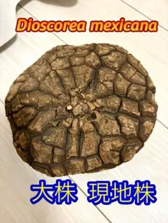 2026年最新】亀甲竜 現地球の人気アイテム - メルカリ