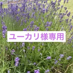 ユーカリ様専用　グロッソラベンダー