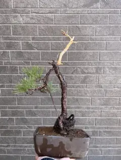 2026年最新】真柏 山採りの人気アイテム - メルカリ