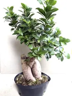 観葉植物 ガジュマル 12号鉢 多幸の木 - メルカリ