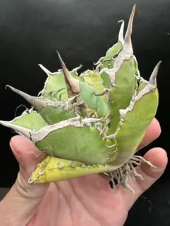 kouzi様 リクエスト 4点 まとめ商品