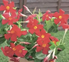 マンデビラ　デプラニア　複数株植え　4寸鉢ごと　苗　植物