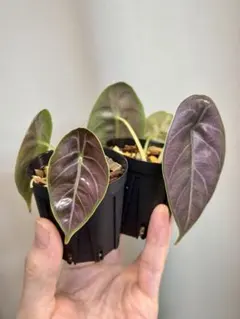 2026年最新】アロカシア アズラニーの人気アイテム - メルカリ