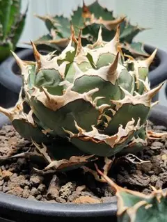 2026年最新】アガベ インドネシアの人気アイテム - メルカリ