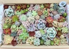 9 多肉植物 多肉弁当 詰め合わせ 寄せ植え セット カット苗 韓国苗