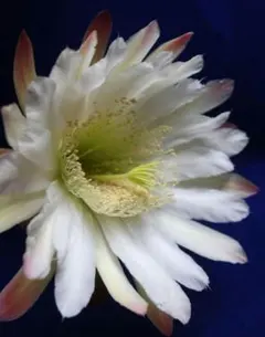 hassy様 リクエスト 2点 まとめ商品