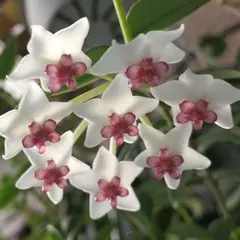 ③★美しい花♪ホヤベラ　セブンスター♪のサムネイル