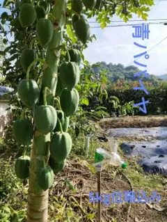 乾燥　パパイヤの葉　５キロ 国産 そのまんま天日干し パパイヤの葉