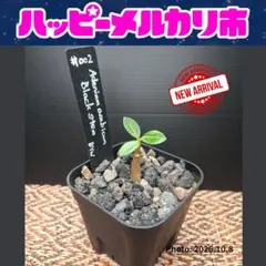 【メル市最終日特価】アデニウム アラビカム ブラックステム №2 個人株 富士砂
