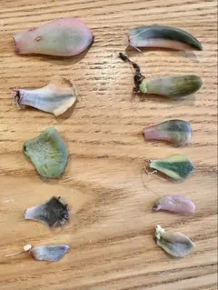 ゴ*～様 錦品種　葉挿し苗セット