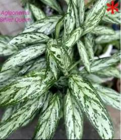 Mika's様 リクエスト 3点 まとめ商品