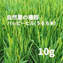 管100／種籾　ハッピーヒル　1kg うるち米　水稲　陸稲　自然栽培米 2026年最新】ハッピーヒル 種籾の人気アイテム - メルカリ