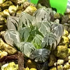 水晶実生オブツーサ錦　超美株　ハオルチア　観葉植物　22のサムネイル