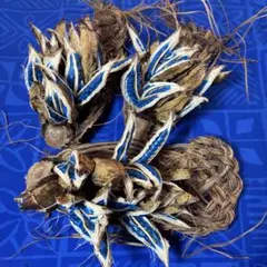 2025年最新】旅人の木 種の人気アイテム - メルカリ