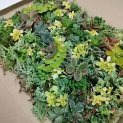 セダム　カット苗20種類詰め合わせ　ネコポス匿名発送