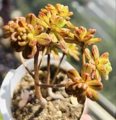 多肉植物 アエオニウム ハロウィン錦 花月夜 抜き苗 - メルカリ