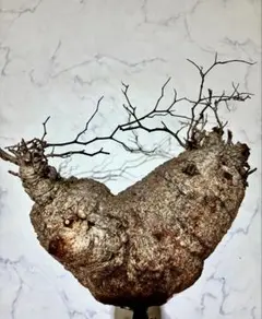 オペルクリカリア・パキプス　ベアルート株のサムネイル