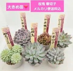 l*s様 ㉝大きめ3鬼!桜鬼❣️青鬼❣️赤鬼❣️おらいさん苗 メルカリ便送料込 2026年最新】おらいさん苗 桜鬼の人気アイテム - メルカリ