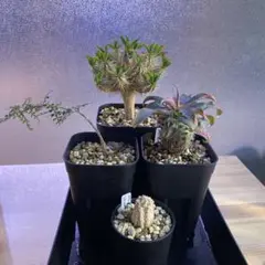 最終値引 塊根植物 オペルクリカリア パキプス 実生 抜粋株 手乗り 値