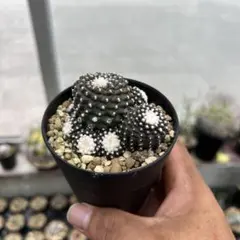 コピアポア　テヌイシマのサムネイル