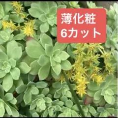 多肉植物 セダム グリーンローズ カット苗 - メルカリ