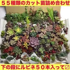 多肉植物詰合せカット苗55種類 (エケベリア&セダム&クラッスラ&ルビネ)