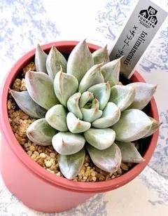 954多肉　ザラゴーサspノバ　札付き　多頭　花あり　ポットでメルカリ便 多肉植物 ザラゴーサspノバ 多頭 エケベリア