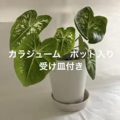 2025年最新】カラジュームの人気アイテム - メルカリ