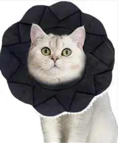 エリザベスカラー　犬　猫