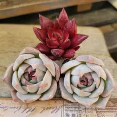 ムック様 リクエスト 5点 まとめ商品