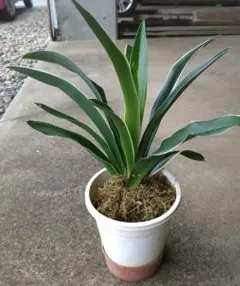 2026年最新】品種名：オモト(万年青) その他観葉植物の人気アイテム