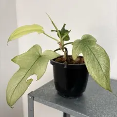 モンステラグリーンゴースト モンステラ デリシオーサ グリーンゴーストスペシャル(Monstera