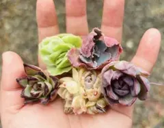柱サボテン　紫水晶　カット苗　希少 サボテン紫太陽（エキノケレウス属）育て方付き｜予約可！e-花屋さん