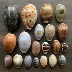 2026年最新】たからがいの人気アイテム - メルカリ