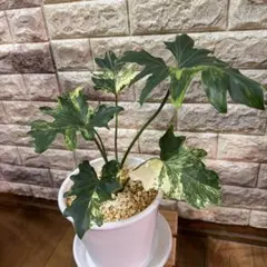 2025年最新】斑入りセロームの人気アイテム - メルカリ