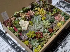 多肉植物 寄せ植え❁⃘*.゜セダム 韓国苗 普及種 箱いっぱいセット②✩.*˚