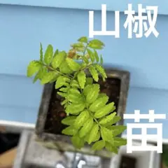 ぶどう山椒のチビ苗 1株 - メルカリ