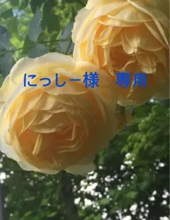 にっしー様専用　axes femme ダークパープル ファー付きジャケット