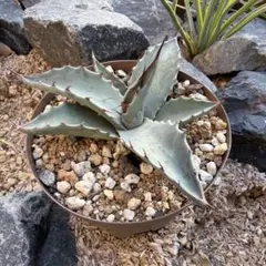 2026年最新】アガベモンタナの人気アイテム - メルカリ