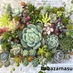 《多肉弁当》多肉植物　寄せ植え　カット苗　詰め合わせ　ちま寄せ　セダム