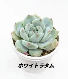 多肉植物　エケベリア　ホワイトラタム　発根済みのサムネイル